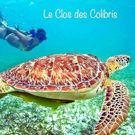 Lodge Colibris Piscine Privee Vue Panoramique Mer Et Montagne Pelee , 500 M Plage Dans Un Parc , Calme Assure Ideal Pour Decouvrir Le Nord Caraibes Le Carbet Exterior photo