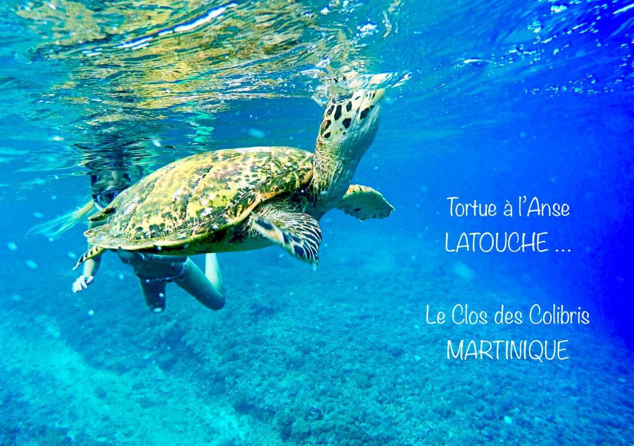 Lodge Colibris Piscine Privee Vue Panoramique Mer Et Montagne Pelee , 500 M Plage Dans Un Parc , Calme Assure Ideal Pour Decouvrir Le Nord Caraibes Le Carbet Exterior photo
