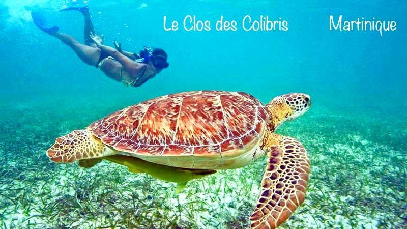 Lodge Colibris Piscine Privee Vue Panoramique Mer Et Montagne Pelee , 500 M Plage Dans Un Parc , Calme Assure Ideal Pour Decouvrir Le Nord Caraibes Le Carbet Exterior photo